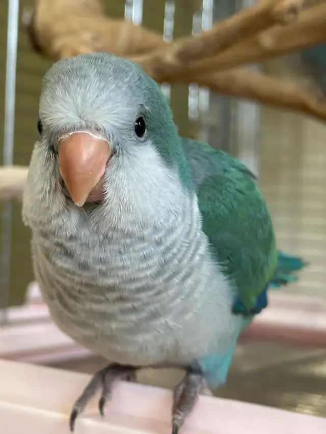 Turquoise Quaker baby - Photo 2