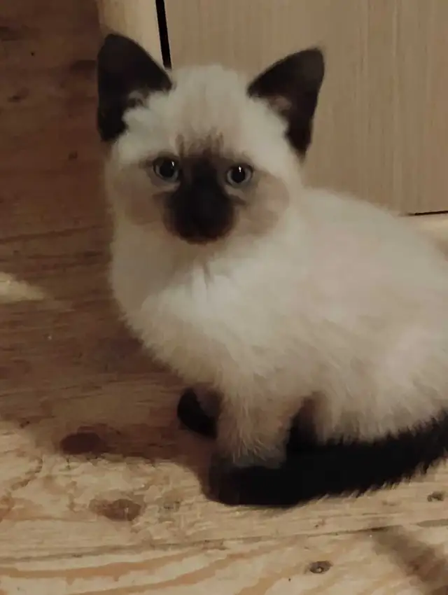 chatons Ragdoll à adopter - Photo 3