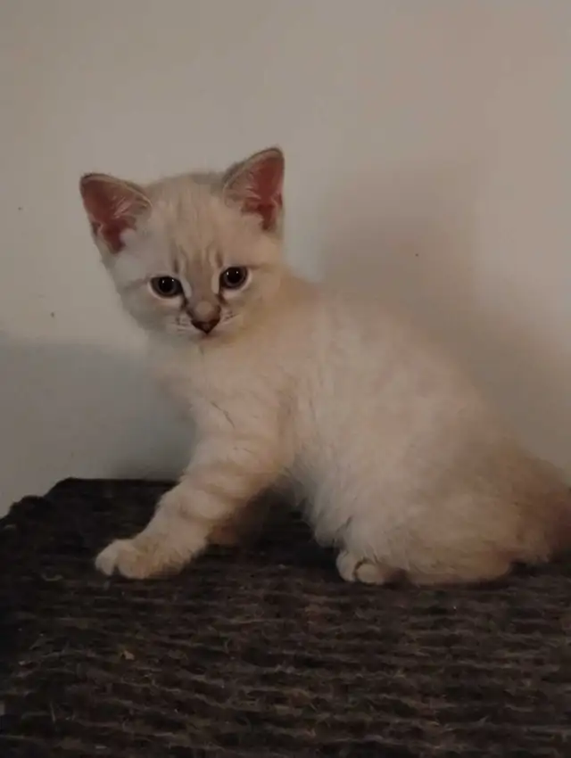 chatons Ragdoll à adopter - Photo 6