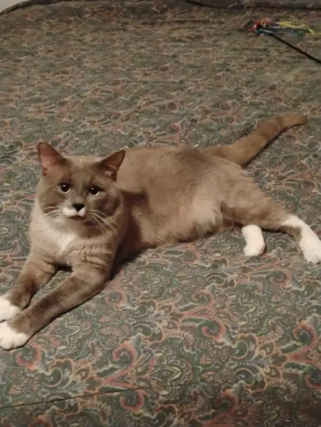 chatons Ragdoll à adopter - Photo 7