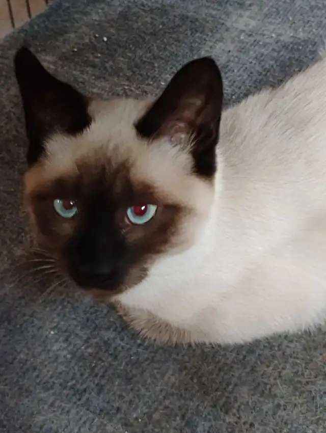 chatons Ragdoll à adopter - Photo 10