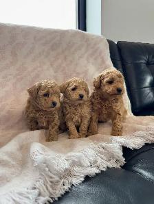Small Purebred Minuature Poodle Puppy