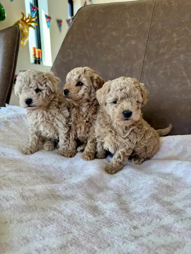 Small Purebred Minuature Poodle Puppy - Photo 3