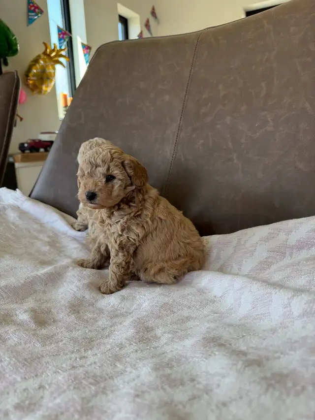Small Purebred Minuature Poodle Puppy - Photo 4