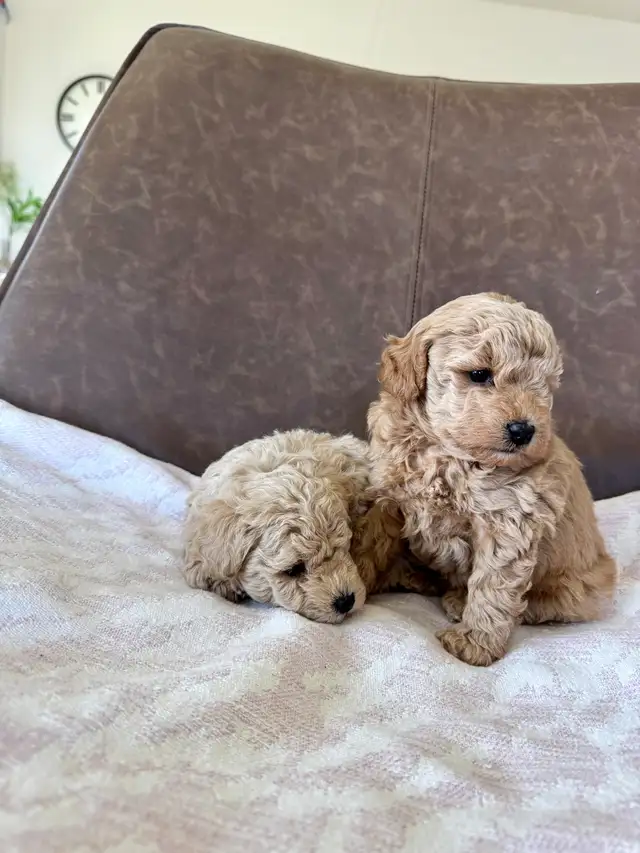 Small Purebred Minuature Poodle Puppy - Photo 5