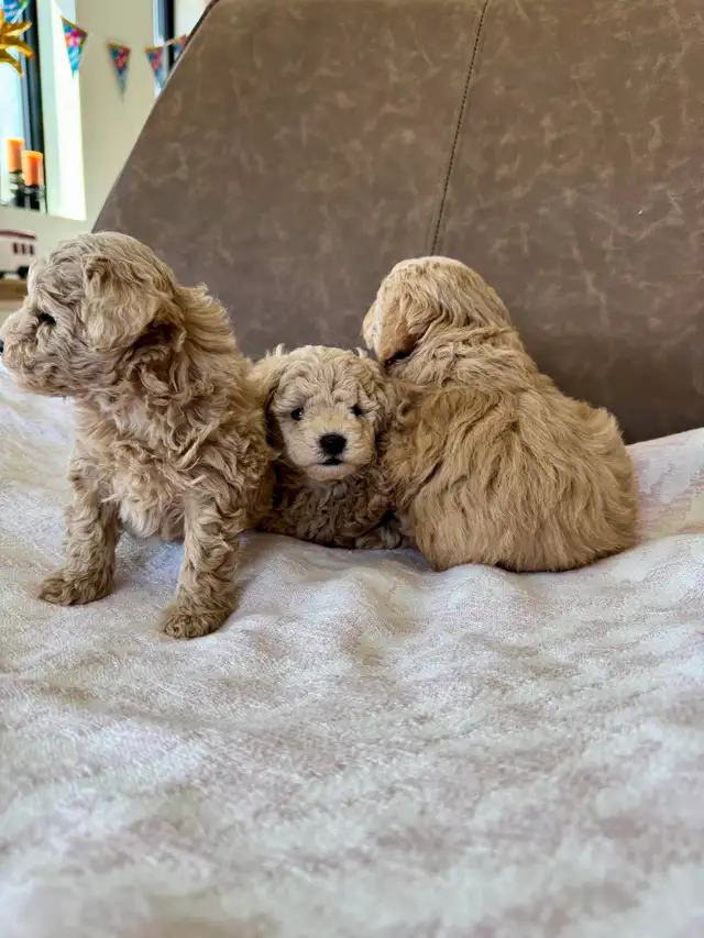 Small Purebred Minuature Poodle Puppy - Photo 6