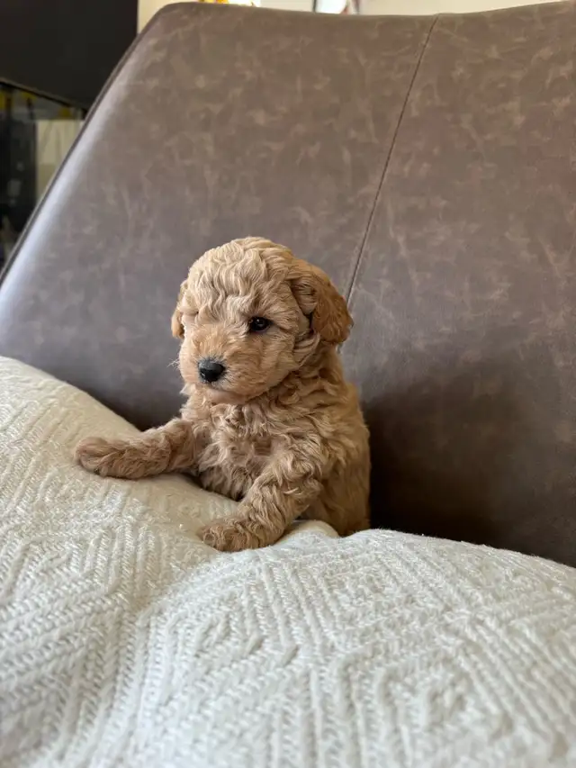 Small Purebred Minuature Poodle Puppy - Photo 7