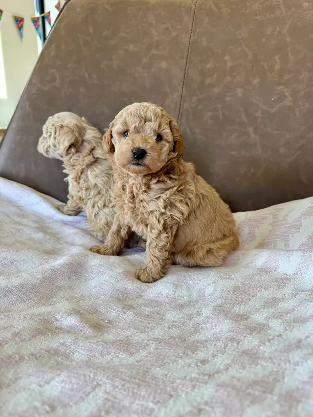 Small Purebred Minuature Poodle Puppy - Photo 8