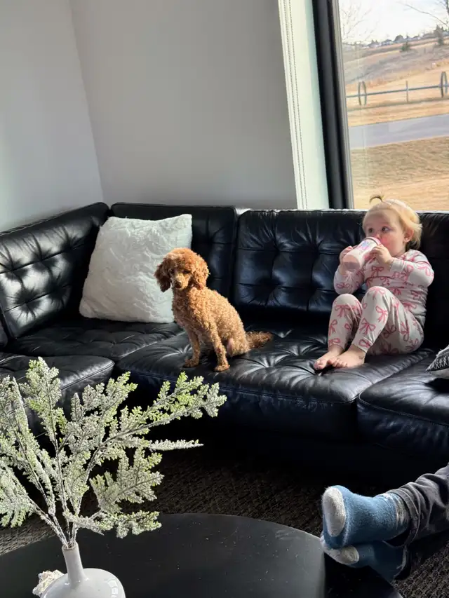 Small Purebred Minuature Poodle Puppy - Photo 9