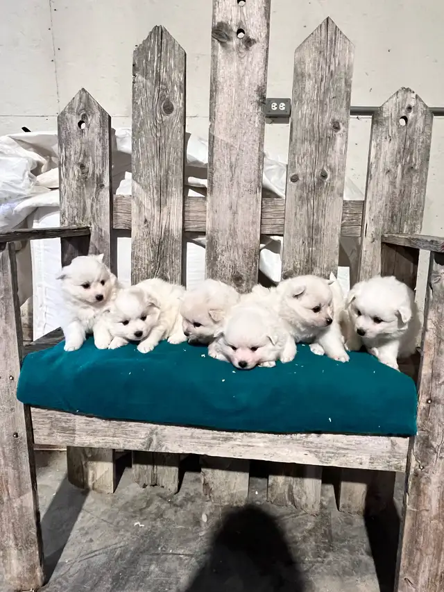 Miniature  American Eskimo puppies