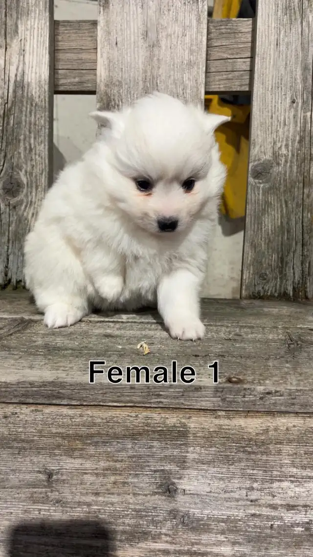 Miniature  American Eskimo puppies - Photo 2