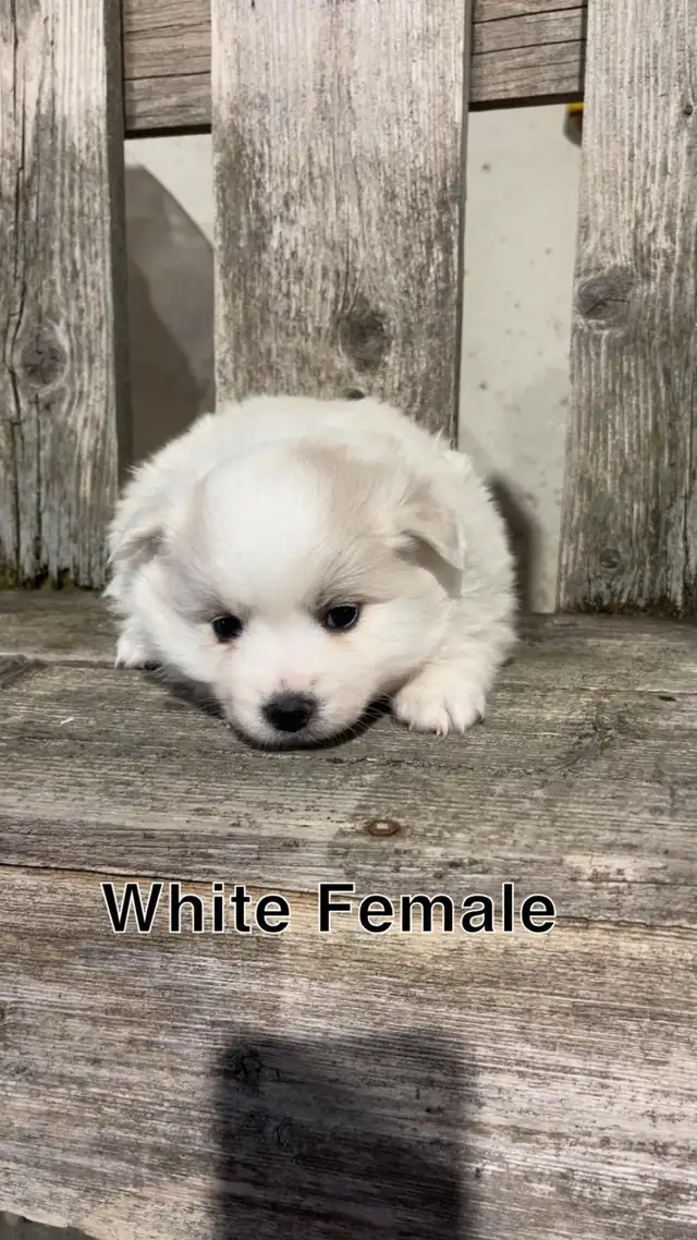 Miniature  American Eskimo puppies - Photo 3
