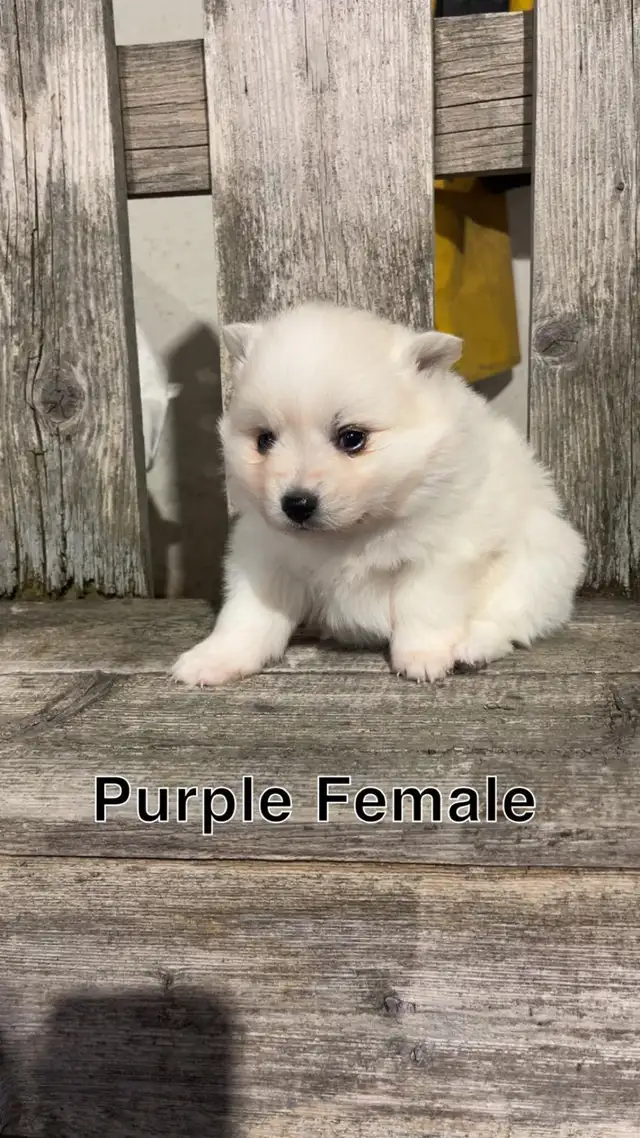 Miniature  American Eskimo puppies - Photo 4