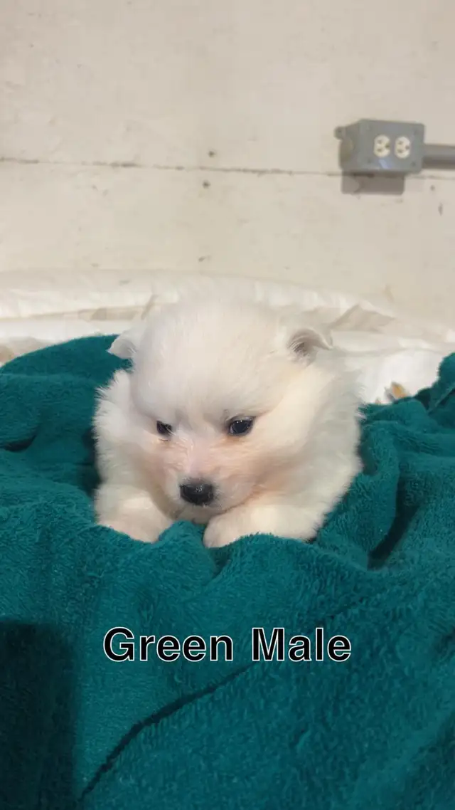 Miniature  American Eskimo puppies - Photo 5