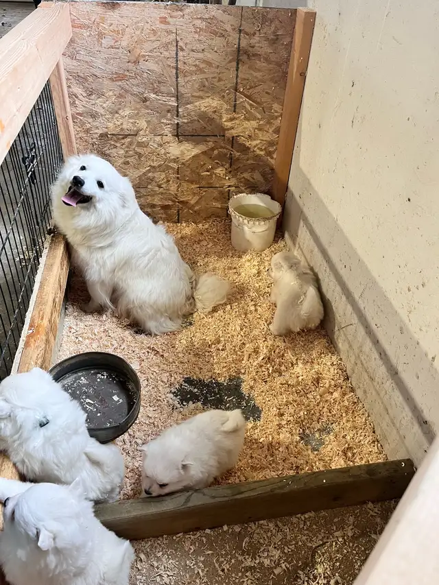 Miniature  American Eskimo puppies - Photo 6