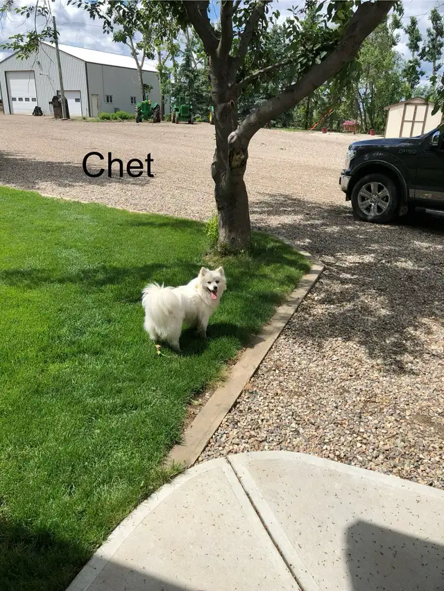 Miniature  American Eskimo puppies - Photo 7