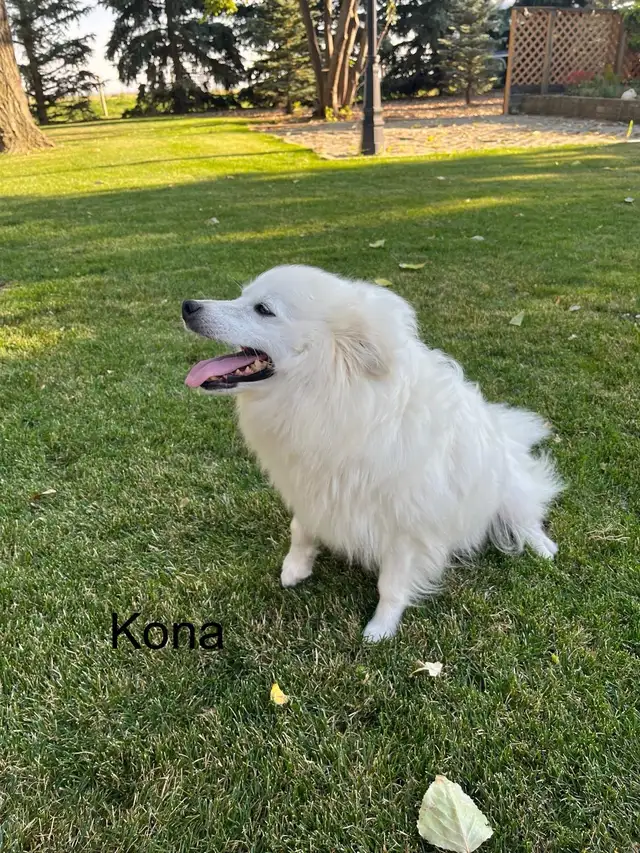 Miniature  American Eskimo puppies - Photo 8