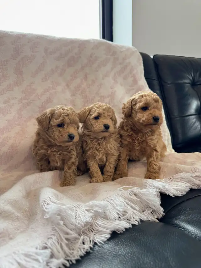 Small Miniature Poodle Puppies