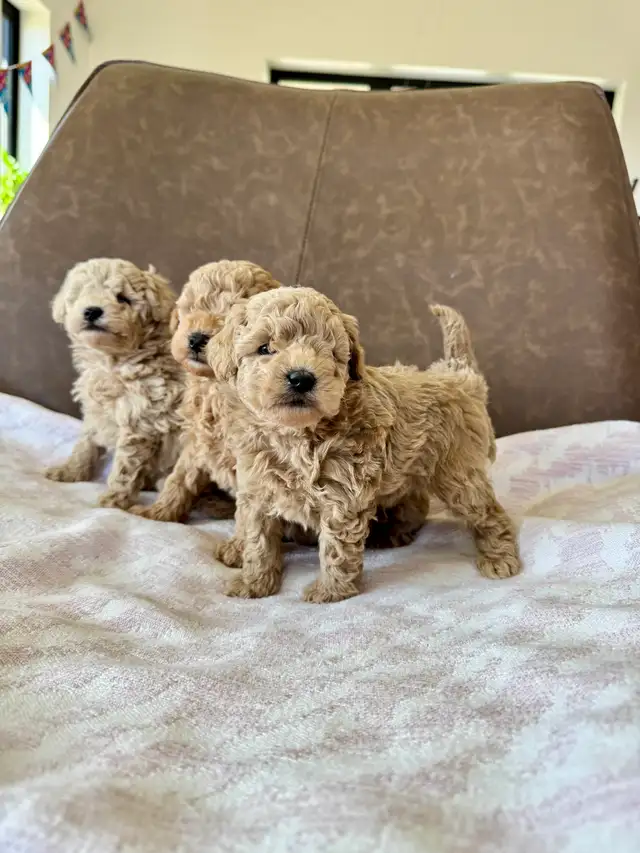 Small Miniature Poodle Puppies - Photo 3