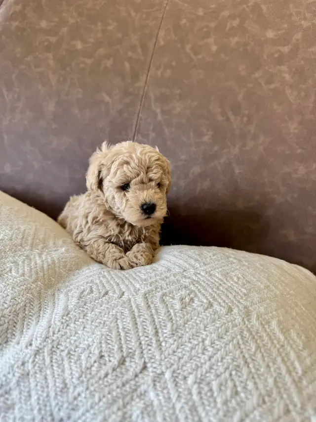 Small Miniature Poodle Puppies - Photo 5