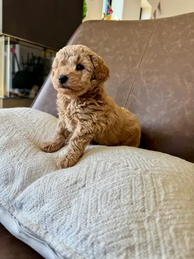 Small Miniature Poodle Puppies - Photo 7