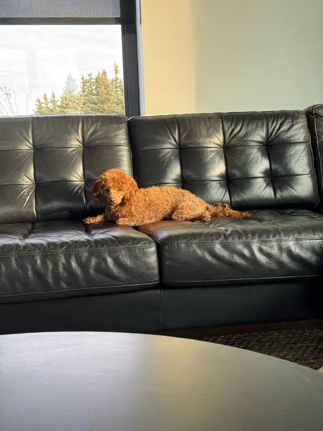 Small Miniature Poodle Puppies - Photo 8