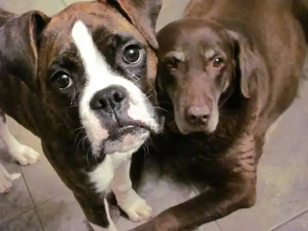 Dog walking & Drop-ins (Cat & Dog)