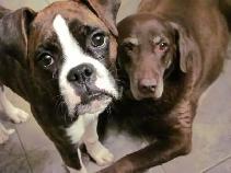 Dog walking & Drop-ins (Cat & Dog)