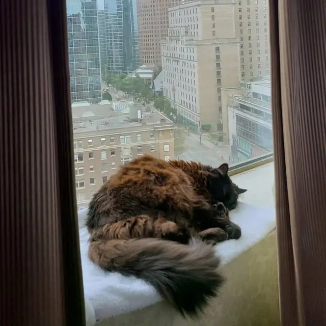 Dog walking & Drop-ins (Cat & Dog) - Photo 2