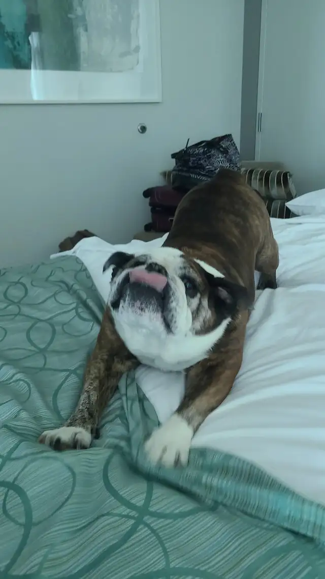 Dog walking & Drop-ins (Cat & Dog) - Photo 3