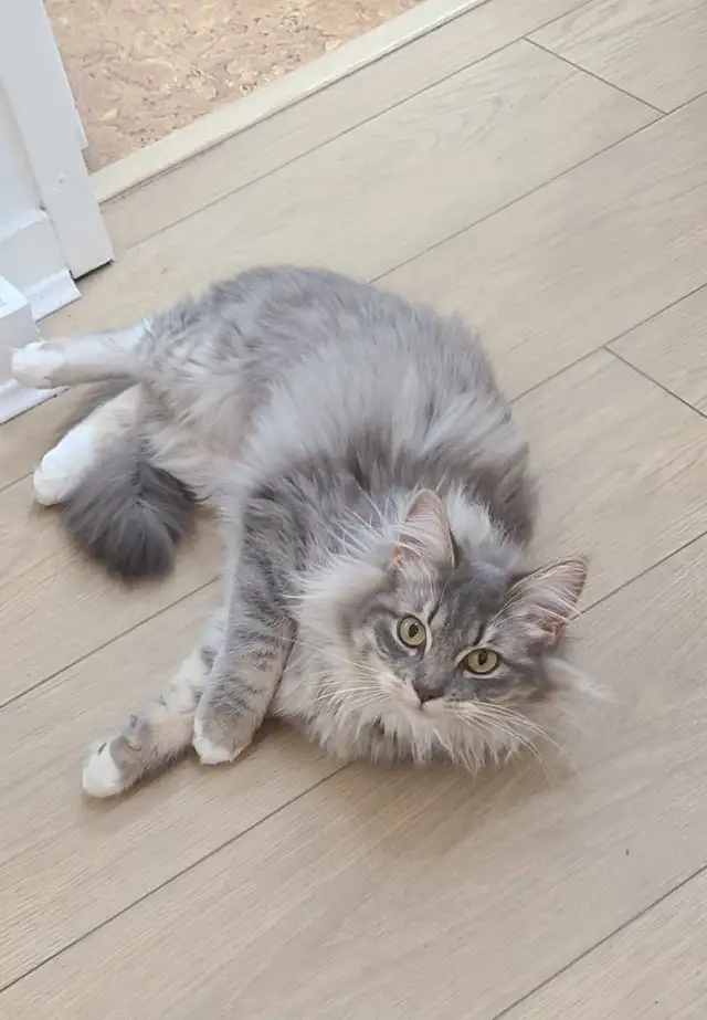 Dog walking & Drop-ins (Cat & Dog) - Photo 4