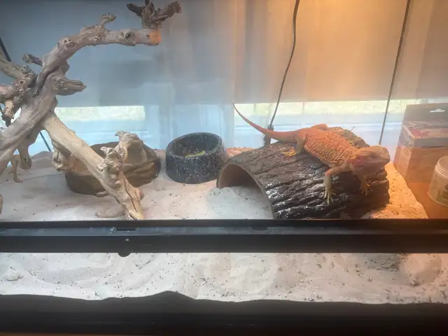 Red Hypo Bearded Dragon for rehoming!