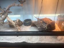 Red Hypo Bearded Dragon for rehoming!