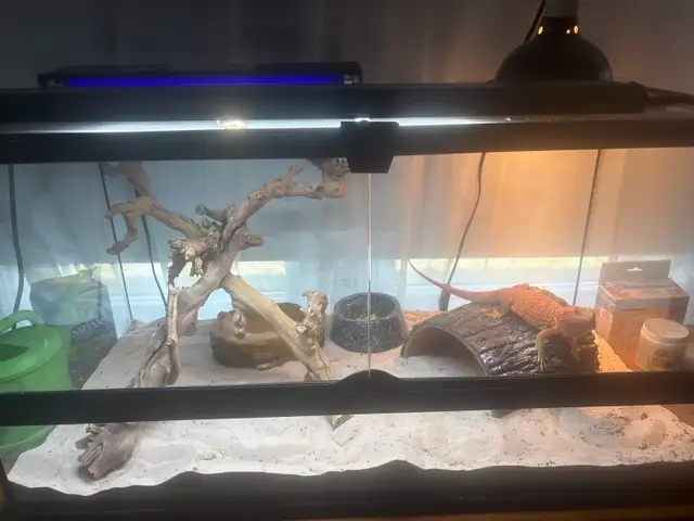 Red Hypo Bearded Dragon for rehoming! - Photo 2