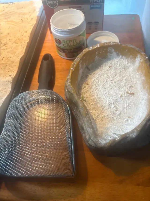 Red Hypo Bearded Dragon for rehoming! - Photo 3