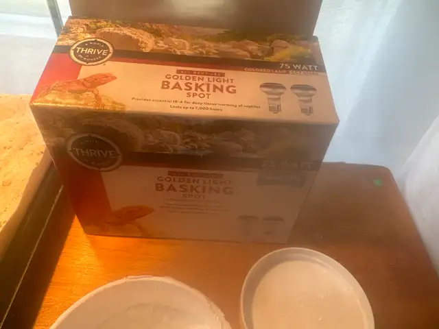 Red Hypo Bearded Dragon for rehoming! - Photo 4