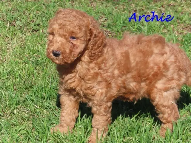 F1B mini golden doodle puppies.
