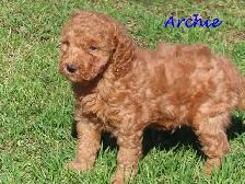 F1B mini golden doodle puppies.