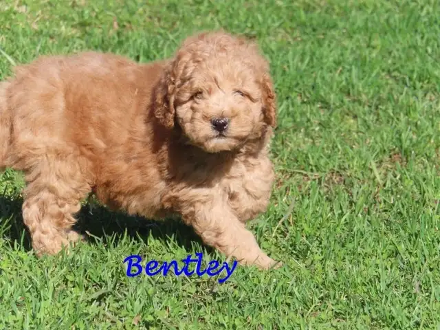 F1B mini golden doodle puppies. - Photo 2