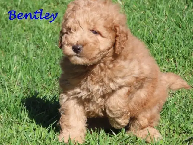 F1B mini golden doodle puppies. - Photo 3