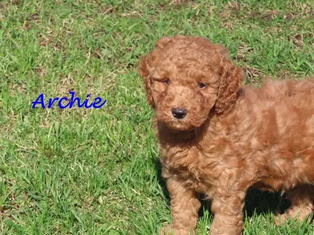 F1B mini golden doodle puppies. - Photo 4