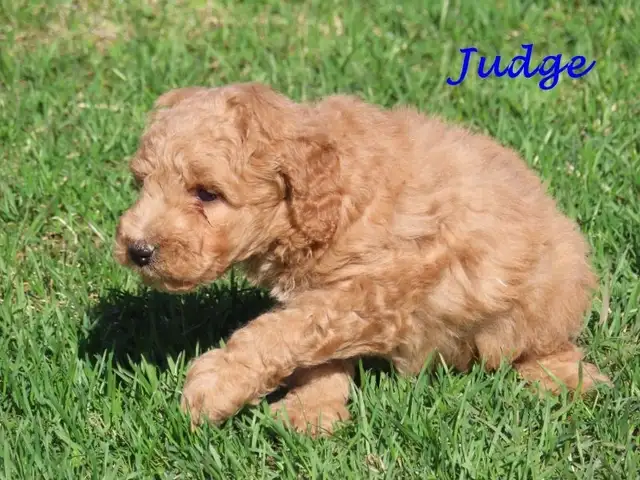 F1B mini golden doodle puppies. - Photo 6