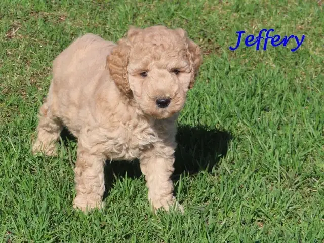 F1B mini golden doodle puppies. - Photo 7
