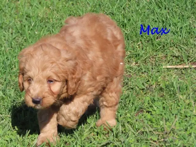 F1B mini golden doodle puppies. - Photo 8
