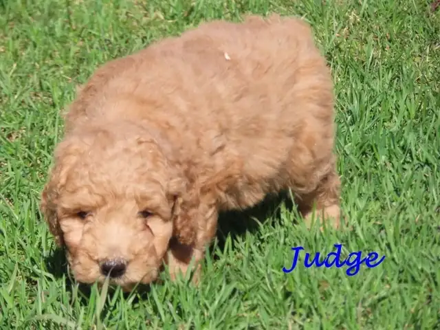 F1B mini golden doodle puppies. - Photo 9