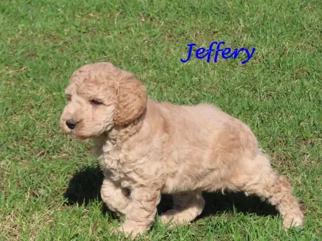 F1B mini golden doodle puppies. - Photo 10