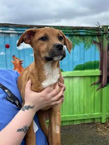 Jocelyn - Lab/Mastiff Pup Available for Adoption