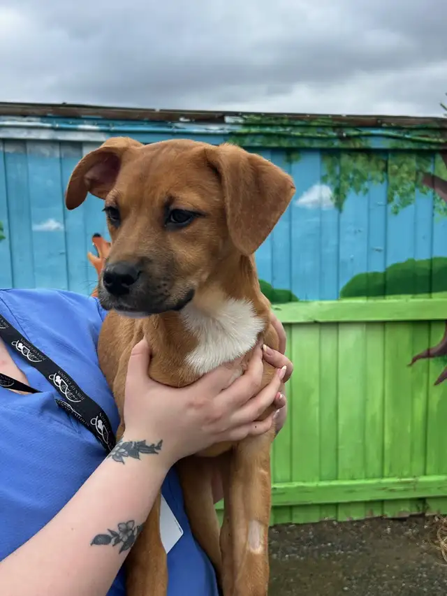 Jocelyn - Lab/Mastiff Pup Available for Adoption - Photo 2