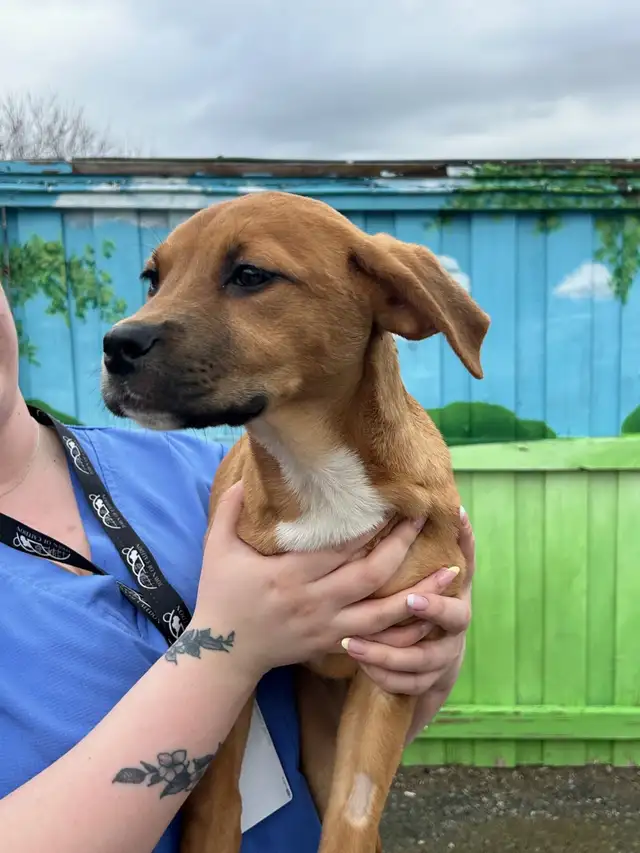 Jocelyn - Lab/Mastiff Pup Available for Adoption - Photo 3