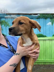 Jocelyn - Lab/Mastiff Pup Available for Adoption - Photo 3